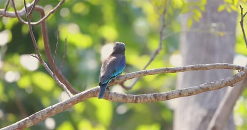 Colorful Bird Perched on Branch in Sunny Forest Setting