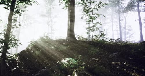Sunlight Filtering Through Trees in a Serene Forest at Dawn