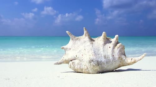 Seashell on Sandy Beach with Turquoise Sea Background Tropical Destinations