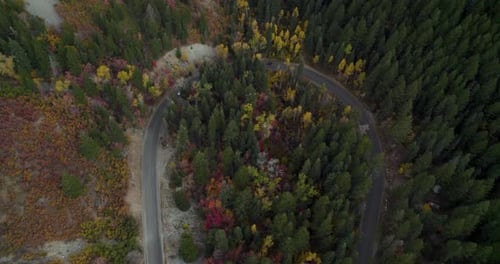 Cars Driving On Alpine Scenic Loop Through Autumn Trees In American Fork Canyon, Utah. aerial drone