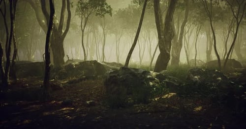 Mystical Forest Shrouded in Mist Offers a Tranquil Escape Into Nature