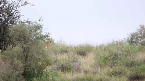 Weitwinkelaufnahme eines ausgewachsenen Leoparden, der beim Gehen über einen Hügel durch das Bild geht, Kgalagadi Transfer