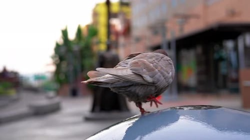 A reddish rock pigeon splashes on a water feature or fountain in the city in slow motion