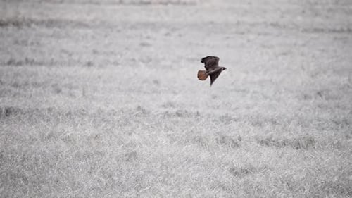 Hawk Soars Elegantly Across the Rural Landscape