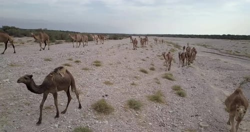 Camels Herd in the desert