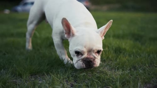 Close Up View of a Cute French Bulldog Smelling the Grass Searching for a Trace Pet Training a Dog