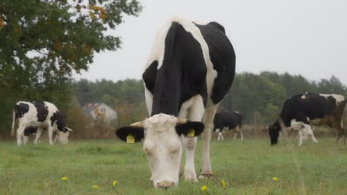Herd Holstein dairy cows graze in the field. Cattle are grazing in the pasture.
