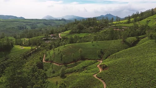 Plantations de thé dans les environs de Munnar, Kerala, Inde. Paysage magnifique.