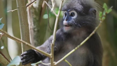 Dusky Leaf Monkeys na Malásia