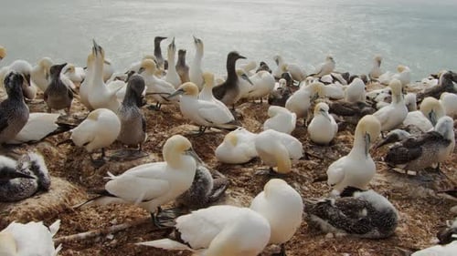 Massive Flock of Gannet Birds Perched on Rugged Ocean Rocks