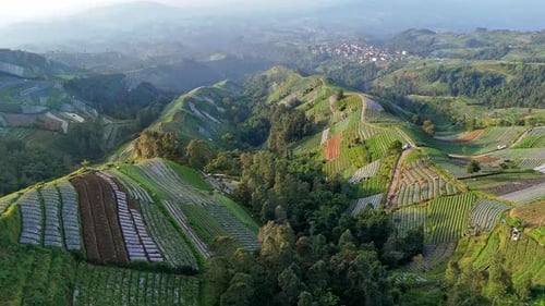 Stunning aerial panorama of lush terraced agricultural field on hillside.