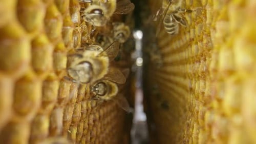 Bees Clustering on Honeycomb in Close Up