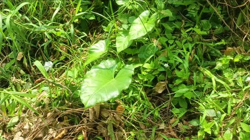 Nephthytis: schöne Blätter, die oft als Zimmerpflanzen wachsen.