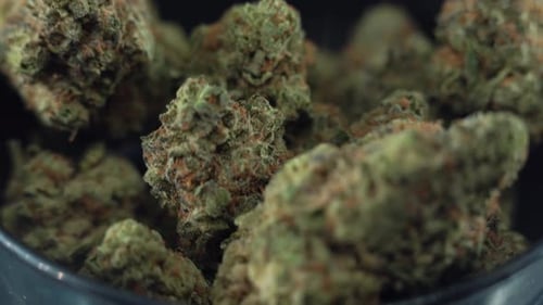 smooth shot of a cannabis plant, marijuana Giant flowers, hybrid strains Amnesia sativa, rotating ti