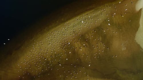 Top Down View Of A Flock Of Birds - Poland Drone Aerial View