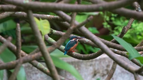 Common kingfisher (alcedo atthis) perched on mangrove tree branch, patiently waiting for prey, sprea