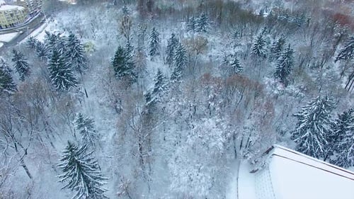 Beautiful trees and pine-trees sprinkled with white snow. View on the city park and some buildings