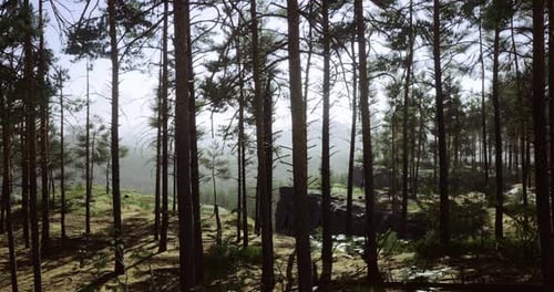 Exploring the Lush Pine Forest with Sunlight Filtering Through Trees