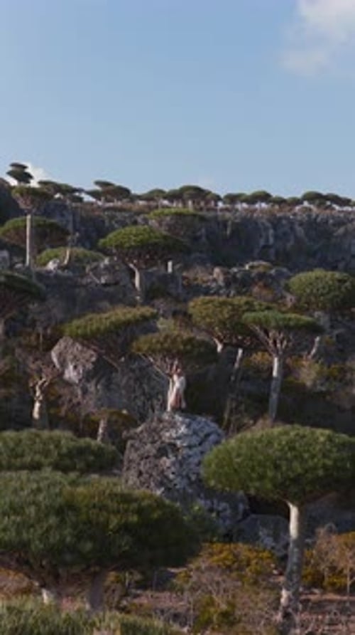Aerial View of Socotra Island's Unique Dragon's Blood Trees Yemen