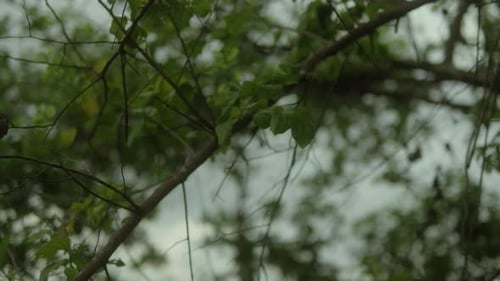 Nahaufnahme von grünen Blättern und dünnen Ästen, die sich sanft auf einem Baum vor einem bewölkten Himmelskulisse wiegen