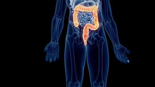 Human colon highlighted inside a transparent body in motion 4k