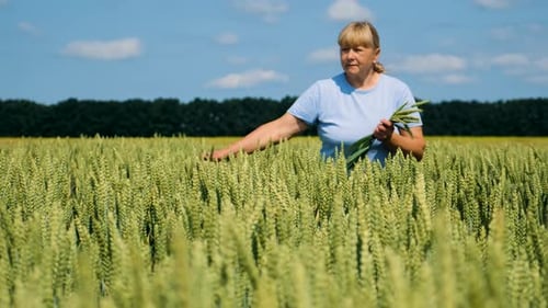 a Farmer Walks Through a Wheat Field Selective Focus