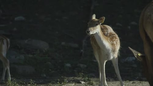 Canadian Wildlife - Majestic deer walking along the banks of a river