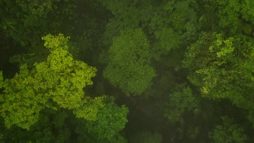 Top Down Panning Footage of Green Trees in Tropical Rain Forest
