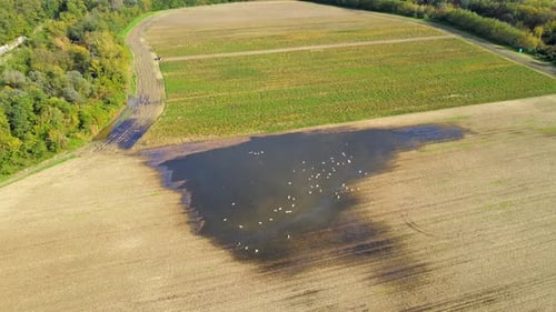 Drone 4K video of a swans relaxing on a rural field with a rain-formed pond, gracefully swimming and