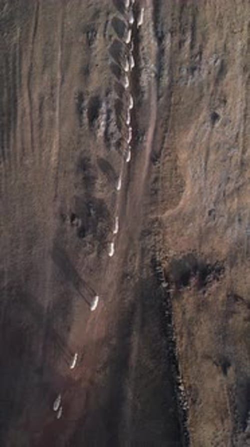 Aerial view of a flock of sheep walking in a single file line