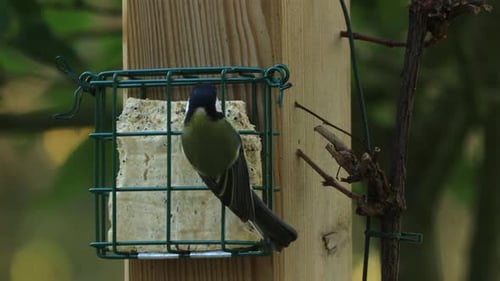 Petite mésange noire ou mésange charbonnière posée sur un bloc de graisse rempli de graines accrochée à un pilier