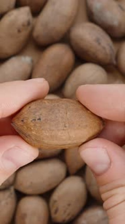 Vertical video. A man takes a pecan, examines it, brings it close to the camera, and cracks.
