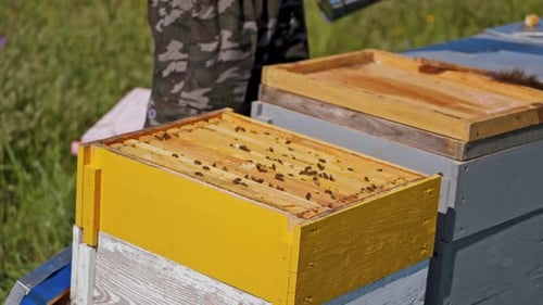 Beekeeper Tending Honeybees in Rural Apiary