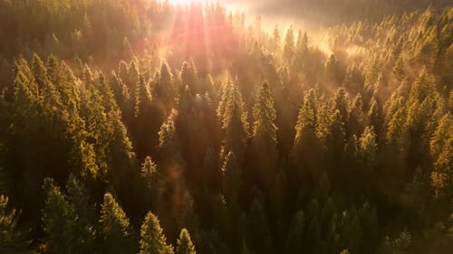 Aerial View of Majestic Forest at Golden Hour
