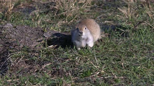 Prairie dog ground squirrel stares at camera while eating green grass