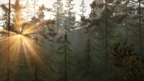 La lumière du soleil traverse les arbres dans une forêt sereine