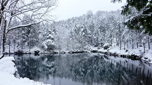 Tranquil winter lake surrounded by snowy trees reflecting the serene natural beauty