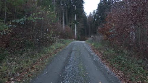 A walk along a forest path on a cold autumn day. Freedom among trees in nature