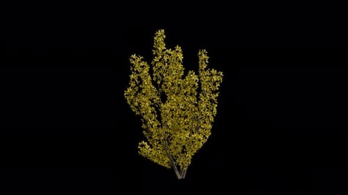 Animation en
boucle de la frontière Forsythia soufflant dans le vent. Fond transparent. Canal Alpha