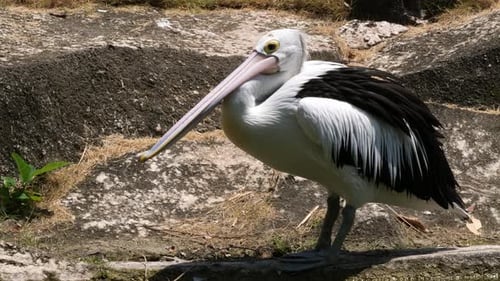 Australian Pelican (Pelecanus conspicillatus), a large waterbird
