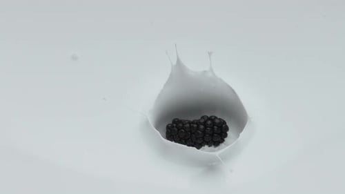 Délicieuses mûres vitaminées tombant dans un dessert laiteux avec des éclaboussures très lentement