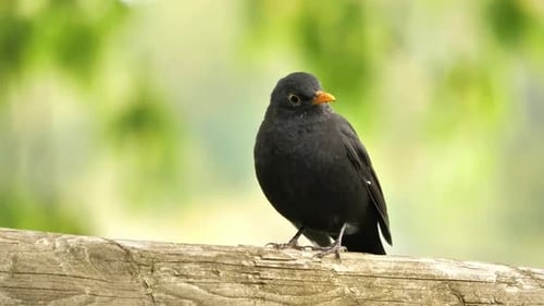 Bird 4K