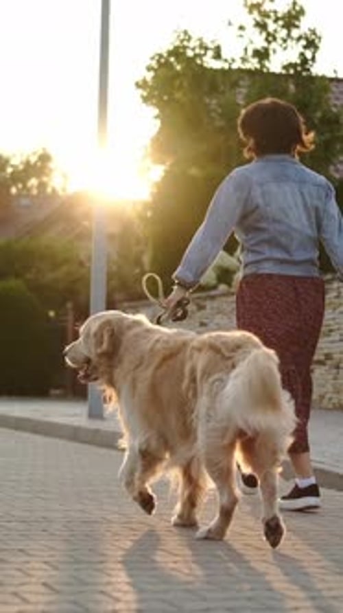 Woman Walks Golden Retriever Dog in Sunset