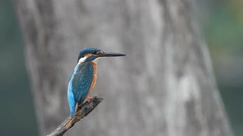 Kingfisher in pond area waiting foe pray .