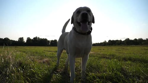 Cute Dog Breed Labrador Standing on Meadow at Sunset Happy Golden Retriever Sticking Out Tongue and