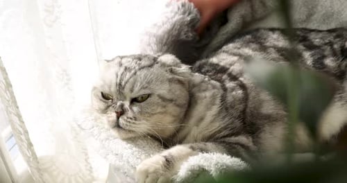 Child pets fluffy Scottish Fold cat indoors