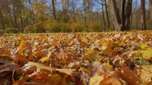 Herbstszene Fall der Blätter