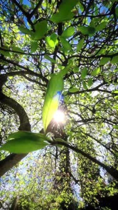 Sonnenlicht scheint durch frische grüne Blätter