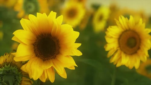 Sunset Landscape at Sunflower Field