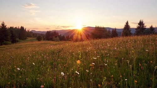The Sun's Rays Illuminate a Wild Flowering Bow in the Mountains in Forest